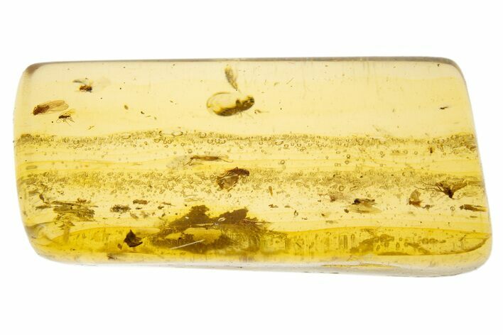 Polished Colombian Copal ( g) - Contains Flies! #304204